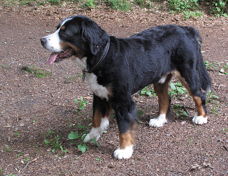 Anton geschoren IMG_2762.jpg   26.04.jpg -                                